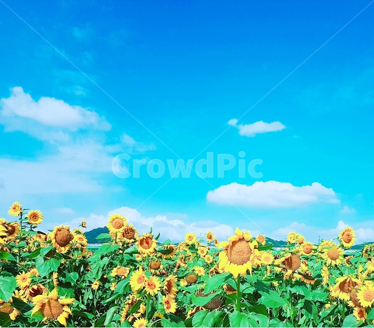 해바라기,sunflower,파란하늘,꽃,가을날,식물,자연,plants,nature,꽃,flower