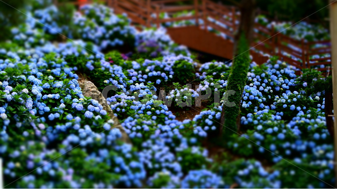 수국,꽃,꽃사진,식물,수국꽃,식물,자연,plants,nature,꽃,flower