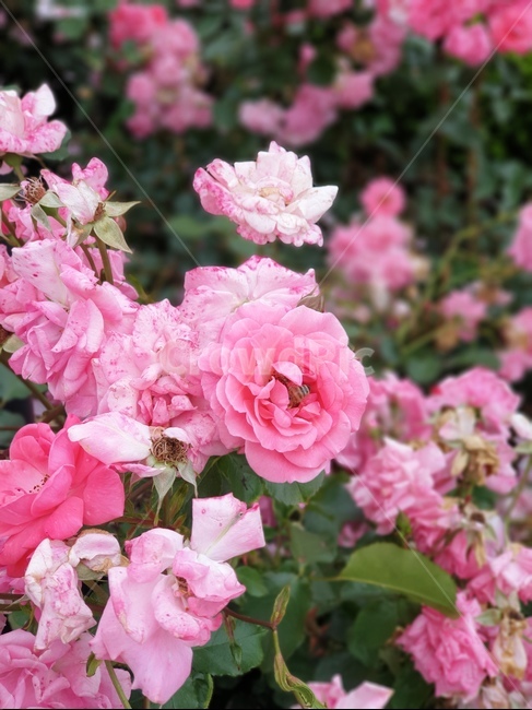 분홍장미,연분홍장미,꿀벌,꽃,rose,장미꽃,알록달록장미,장미밭,분홍꽃,자연,식물,장미원,장미,야외,꽃축제