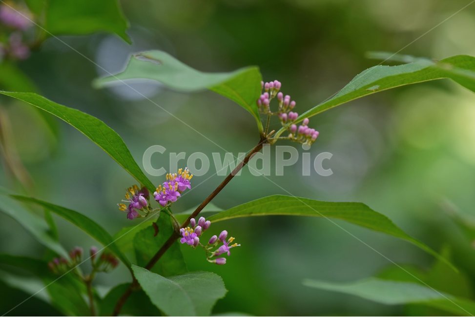 작살나무,야생화,생태,식물,자연,꽃,힐링,플라워,wildflower,flower,plants,nature,season,감성,느낌,emotion,feeling,목본,나무,식물,자연,plants,nature,꽃,flower