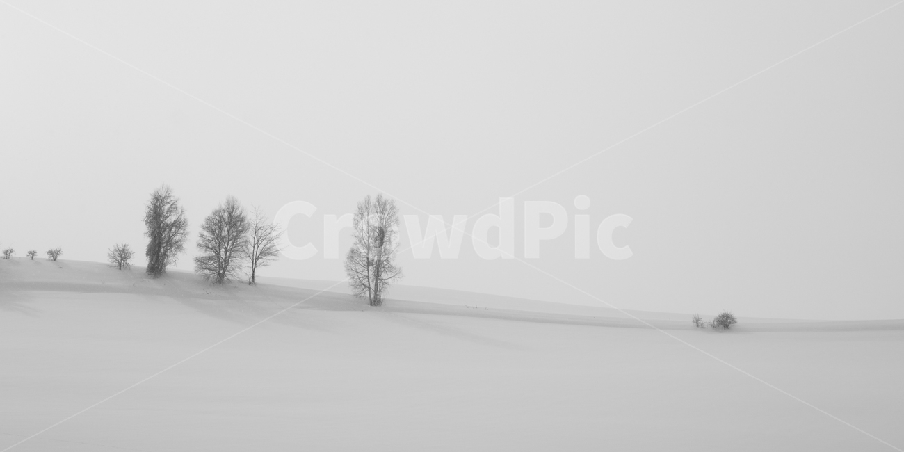 설경,비에이,겨울,눈,snow,겨울,계절,winter,season,자연,풍경,nature,landscape,해외,외국,세계,foreign,oversea,world,세계자연풍경,해외자연풍경,외국자연풍경,world nature landscape,흑백,모노톤,monochrome,black and white,outdoors,옥외,storm,폭풍,blizzard,눈보라