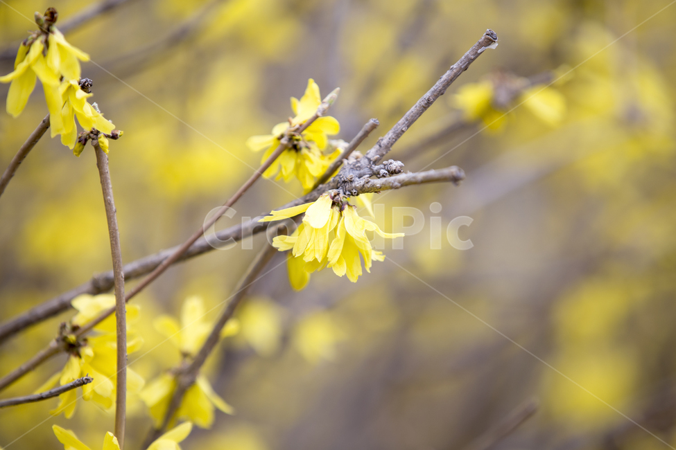 개나리,forsythia,스프링,spring,플라워,flower,봄꽃,공원,산,숲,숲길,forest,park,식물,자연,plants,nature,꽃,flower