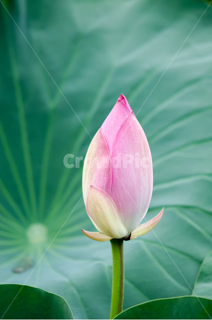 봉오리,연꽃,연잎,여름,연꽃잎,연꽃봉오리,여름,계절,summer,season,식물,자연,plants,nature,꽃,flower,sprout,새싹,blossom,bud,싹,plant