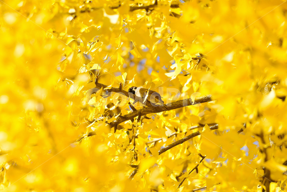 가을,은행나무,단풍,참새,노랑,yellow,가을,계절,fall,autumn,season,동물,animal,조류,새,birds