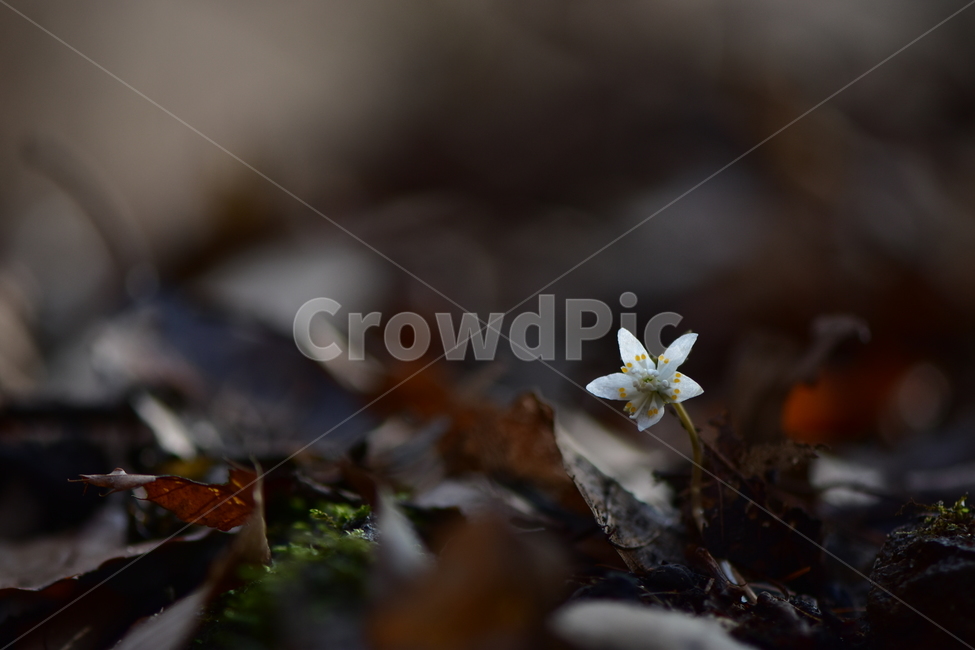 너도바람꽃,야생화,봄,꽃,풀꽃,자연,식물,식생,감성,힐링,plants,nature,spring,season,flower,emotion,feeling,흰색,초본,너도바람꽃속