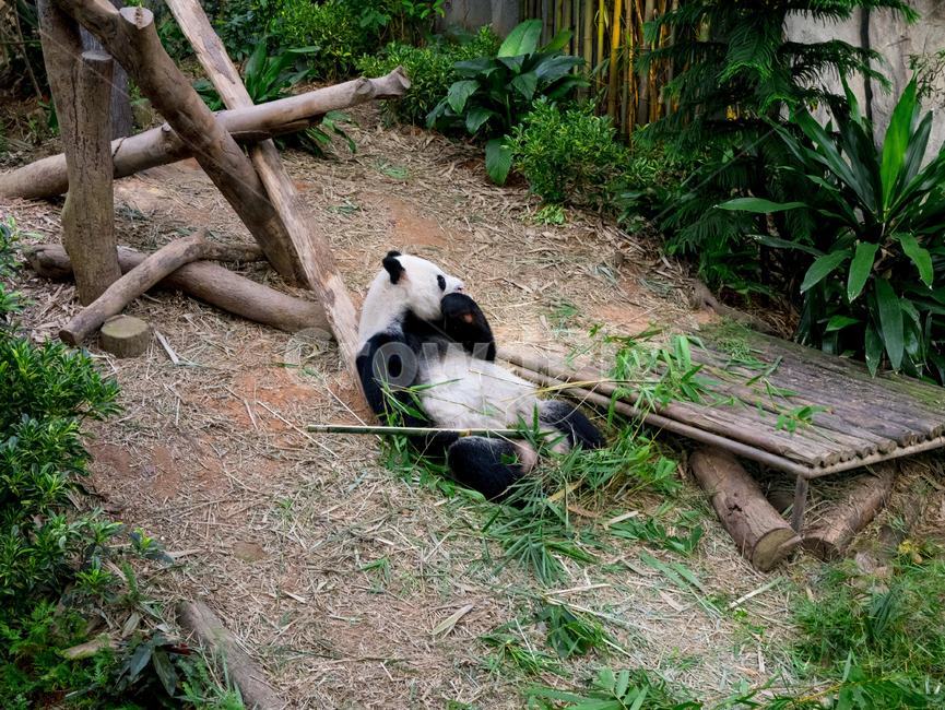 판다,팬더,동물,panda,동물원,팬다,포유동물,애니멀,대나무,식사,곰,bear,포유류
