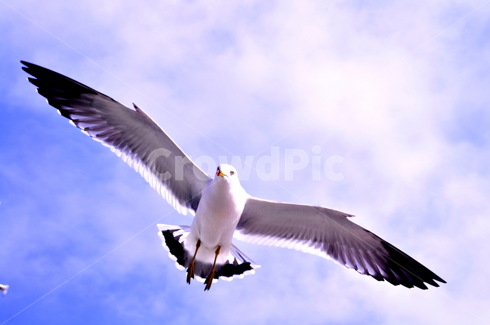 갈매기,파란하늘,갈매기의꿈,조류,조나단리빙스턴시갈,seagull,비상,동물,animal,조류,새,birds