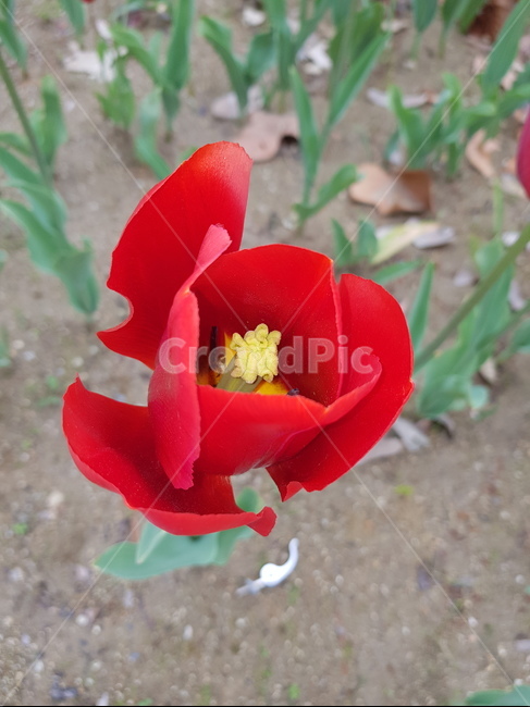 화분,식물,꽃,튤립,pollen,blossom,flower,식물,자연,plants,nature