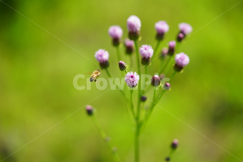 녹색,그린,꽃,꿀벌,벌,곤충,식물,자연,접사,bee,감성,풍경,생명,컬러,식물,자연,plants,nature,꽃,flower,동물,animal,곤충,벌레,insect,bug