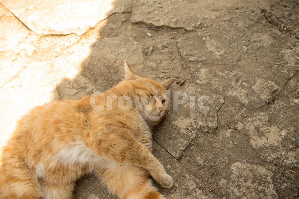 시골고양이,고양이,코리아숏헤어,치즈코숏,cat,시골,반려동물,노란고양이,animalcompanion,animal,길고양이,마당고양이,동물,animal,포유류,mammal,고양이,cat,kitten,kitty