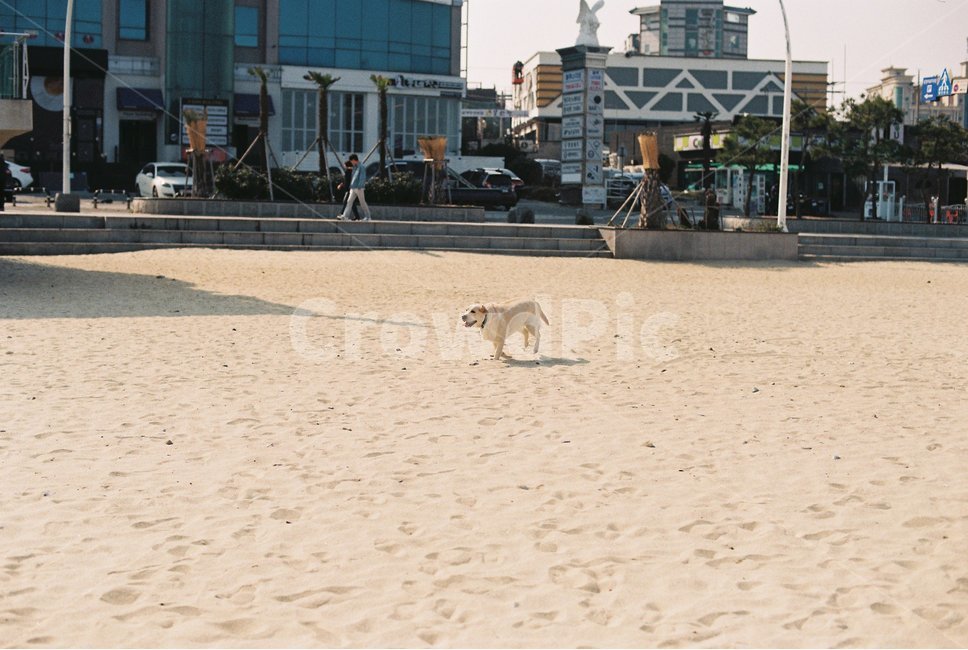 강아지,리트리버,해변,백사장,바다,해변,바다,beach,sea,동물,animal,포유류,mammal,개,강아지,dog,doggy