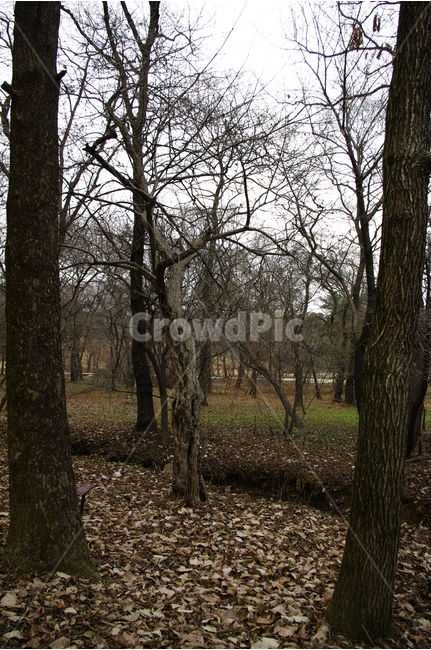 겨울,숲,나무,낙엽,겨울나무,식물,풍경,자연,풍경,nature,landscape,tree,plant,tree trunk,나무 줄기,ground,바닥