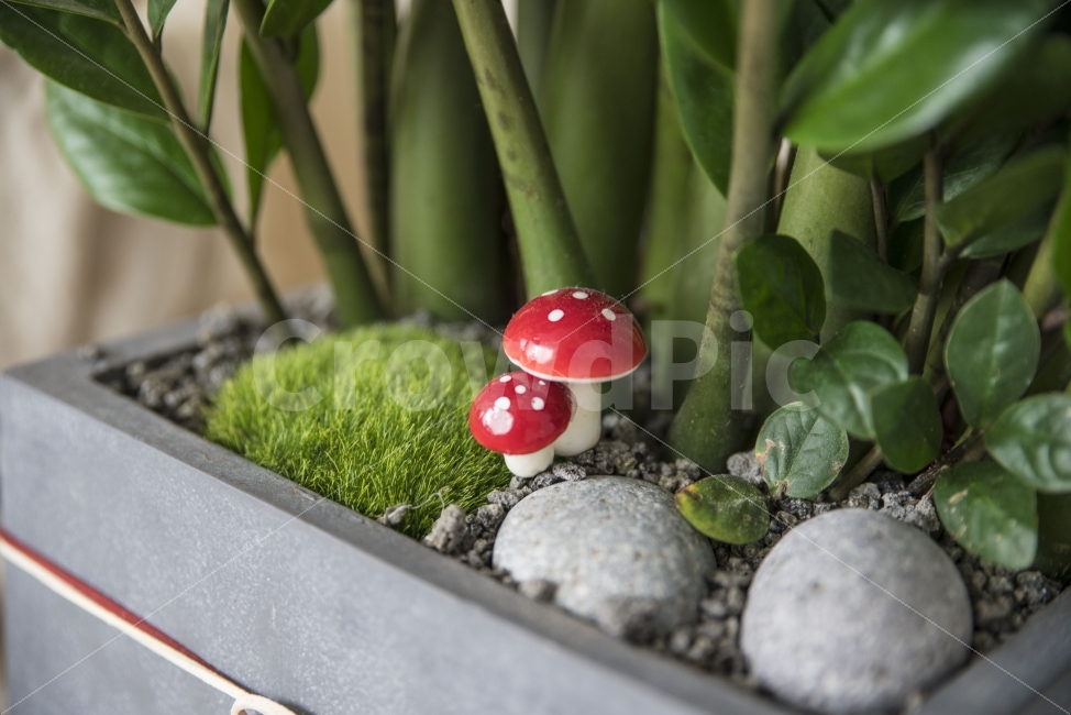 식물,장식,버섯,화분,귀욤,식물,자연,plants,nature