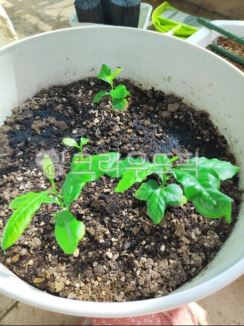 plant,식물,잎,레몬모종,회분