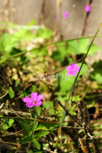 꽃,향기,계절,여름,녹색,빨강색,아름다움,자연,healing,nature,bloom,season,smell,beautiful,plant,flower,식물,자연,plants,nature,꽃,flower