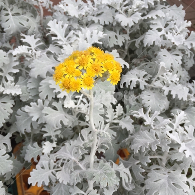 꽃,노란색,회색,컬러,모노톤,yellow,gray,식물,자연,plants,nature,꽃,flower