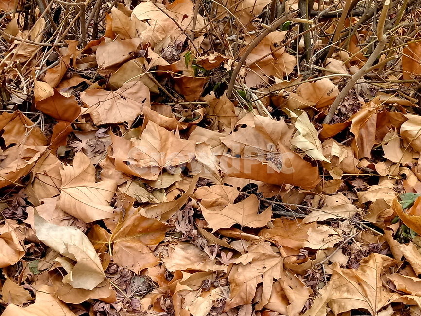 자연,낙엽,나뭇잎,잎,leaf,옥외,outdoor,가을