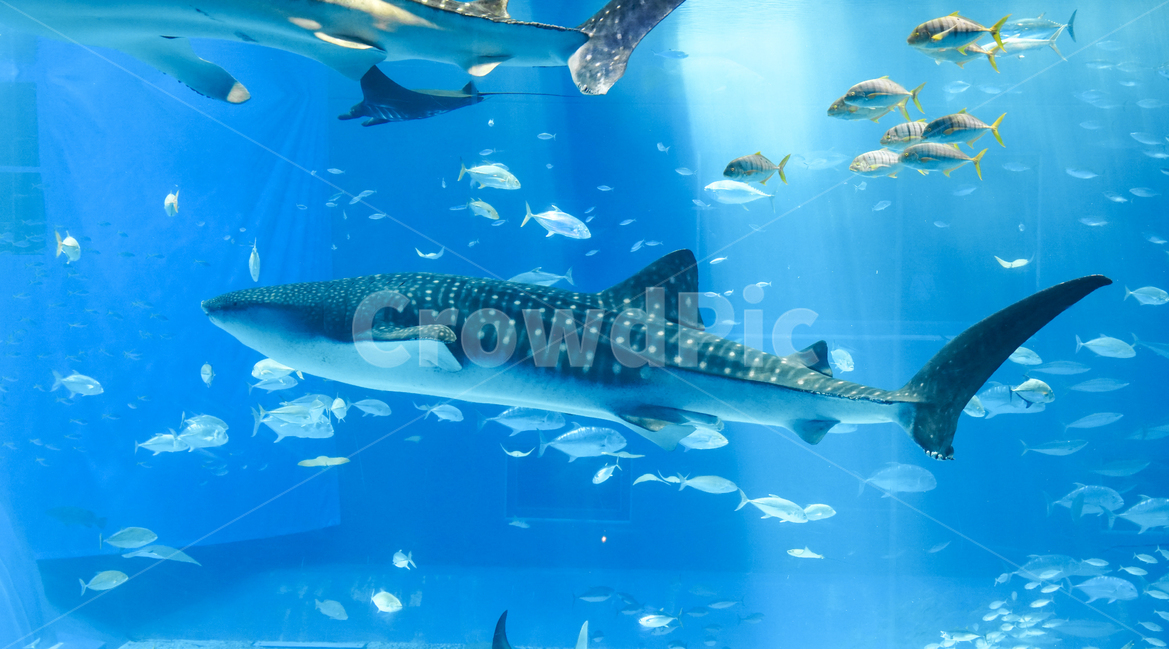 일본,aquarium,오키나와,수족관,아쿠아리움,고래상어,상어,파랑,바다,생선,물고기,동물,animal,어류,물고기,fish