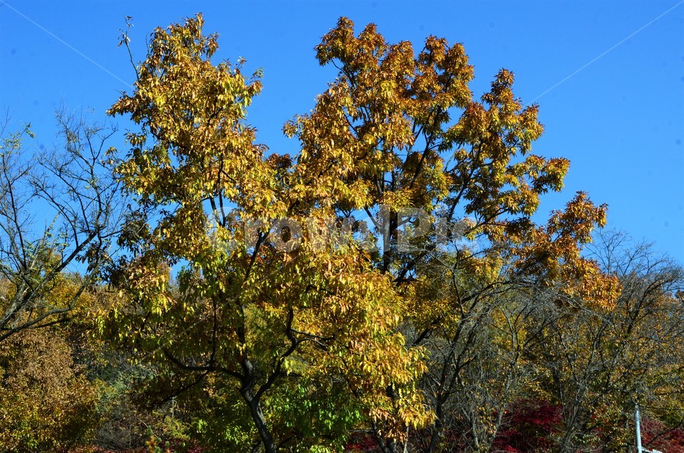 상수리나무,상수리나무단풍,참나무,가을단풍,단풍,자연,큰키나무,가을,계절,fall,autumn,season,tree,나무,plant,식물,tree trunk,나무 줄기