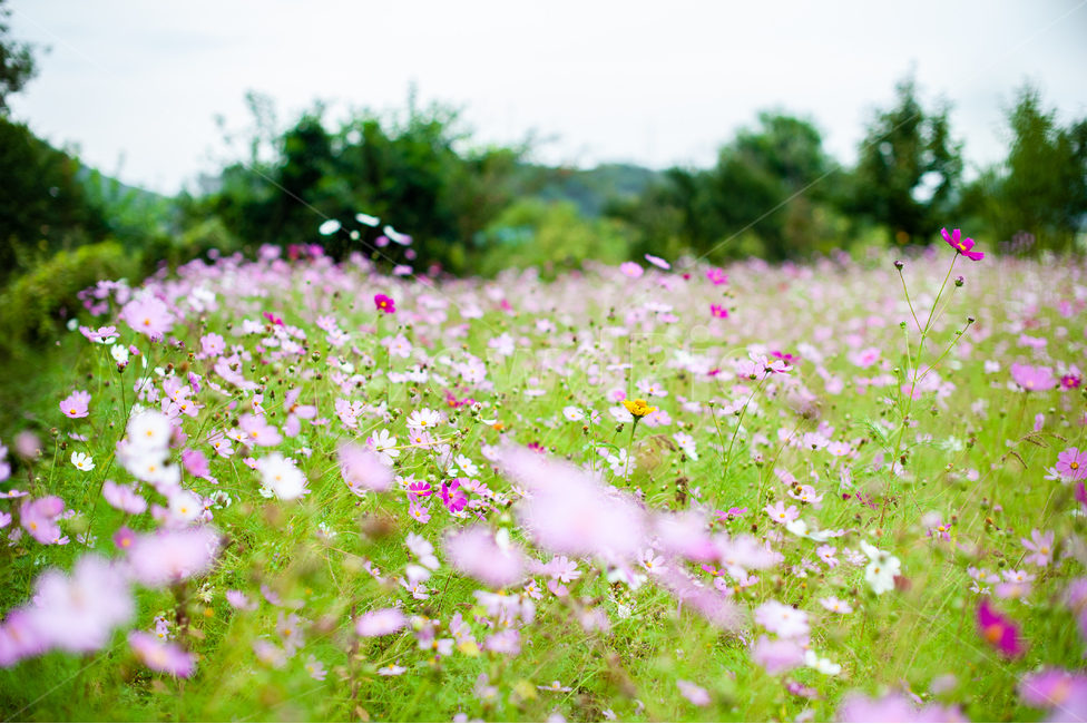 코스모스,가을,꽃,식물,핑크,분홍,plant,cosmos,autumn,fall,flower,field,green,자연,nature,grassland,들,가을,계절,fall,autumn,season,식물,자연,plants,nature,꽃,flower,목초지,outdoors,옥외,farm,농장,rural,농촌,meadow