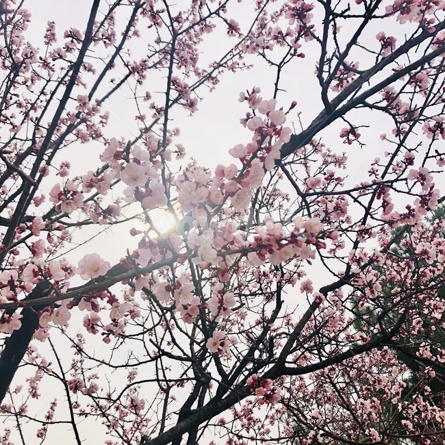 봄,꽃,휴식,안정,쉼,여유,분홍,안식처,다채로움,하늘,하늘색,풍경,landscape,나무,햇살,빛,온기