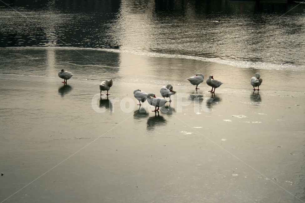 호수,겨울,오리,새,조류,철새,얼음,자연,풍경,nature,landscape,동물,animal,조류,새,birds,bird