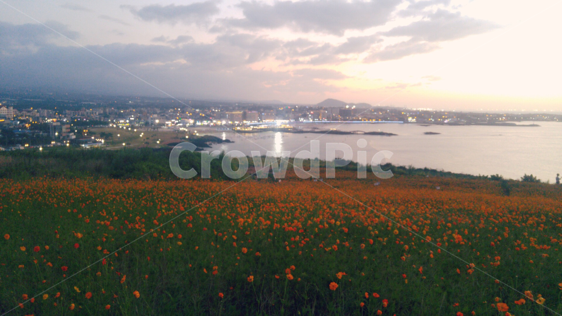 함덕해수욕장,바다,해변,제주도바다,풍경,구름,자연,금계국,꽃,꽃밭,서우봉,서우봉해변,한국자연풍경,애메랄드빛바다,nature,landscape,jeju,jejuisland,flower,제주도꽃,제주도,자연,풍경,nature,landscape,식물,plants,꽃,flower,field,들,outdoors,옥외,grassland,목초지