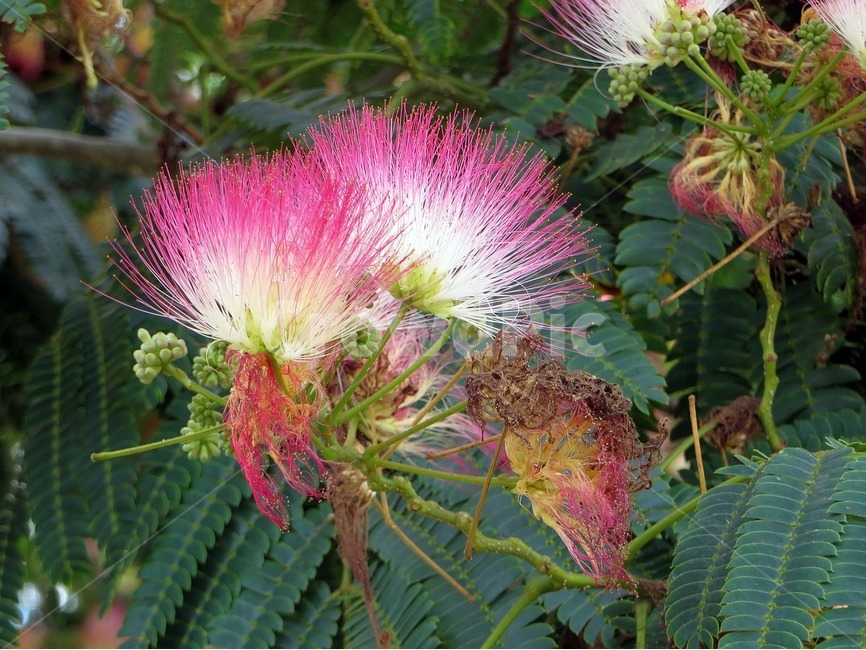 꽃,자연,식물,flower,nature,분홍,분홍색,pink,합환피,꽃나무,식물,자연,plants,nature,꽃,flower