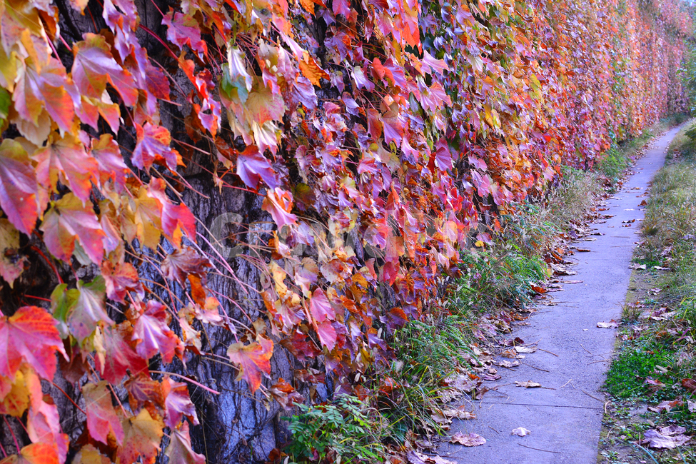 가을,담쟁이덩굴,덩굴식물,가을배경,가을서정,가을감성,가을분위기,autumn,fall,background,plant,leaf,식물,단풍,물들다,계절,시즌,season,잎,잎새,잎사귀,이파리,colorful,칼라풀,자연,배경,바탕,백그라운드,알록달록,담장,울타리,벽,산책로,호젓한,한적한,길,가을길,담장길,가을,계절,fall,autumn,season,tree,나무