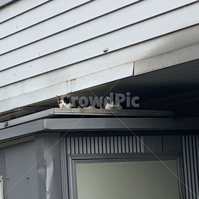 고양이,cat,cute,시골,두마리,2,동물,animal,포유류,mammal,고양이,cat,kitten,kitty