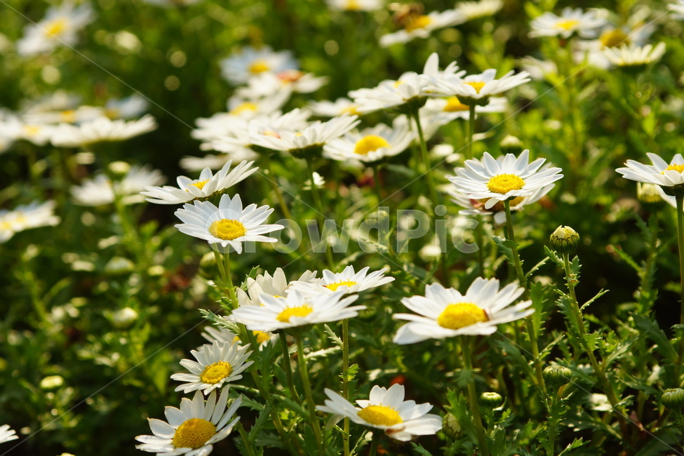 봄,봄꽃,꽃,마아가렛,마가렛,흰색,살랑살랑,식물,자연,plants,nature,꽃,flower