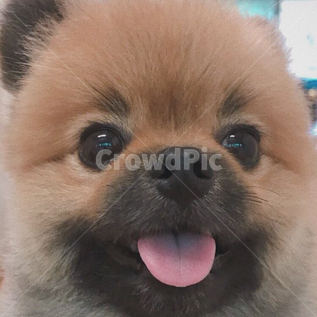 강아지,애견,기분,귀여움,큐티,동물,animal,포유류,mammal,개,강아지,dog,doggy