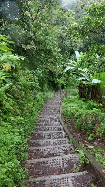 계단,오솔길,초록,식물,숲,forest,green,롬복,인도네시아,린자니산,린자니