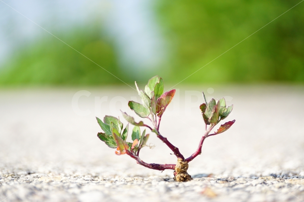 나무,식물,이파리,자연,아스팔트,도로,길,새싹,감성,거미,곤충,한국자연,한국의자연,snap,snapshot,스냅,스냅사진,스넵,스넵사진,풍경,landscape,시골,country,식물,자연,plants,nature