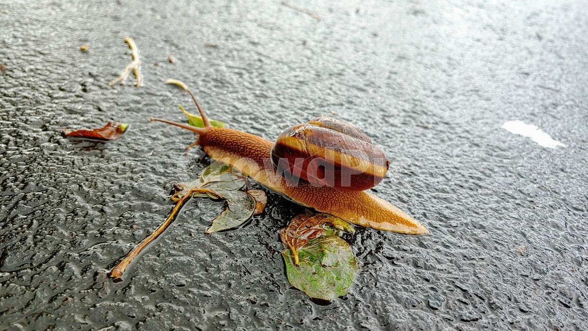 달팽이,snails,greatsnail,연체동물,escargot,caracol,salyangoz,schnecke,자웅동체,동물,animal