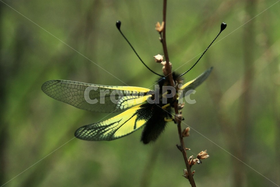 노랑뿔잠자리,뿔잠자리과,갖춘탈바꿈곤충,곤충,자연,동물,animal,곤충,벌레,insect,bug