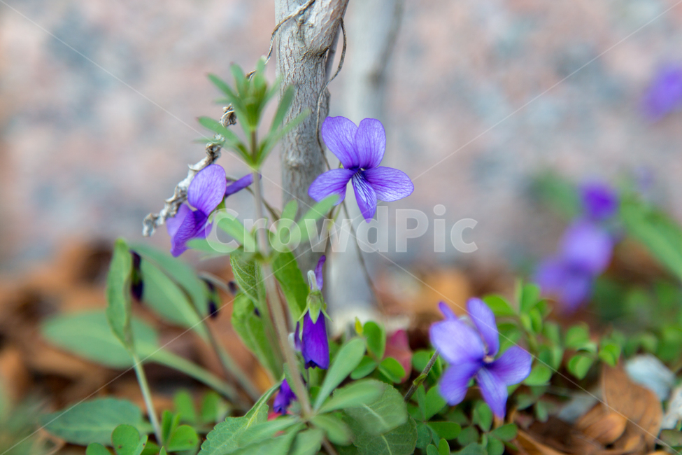 꽃,flower,plant,식물,봄,봄꽃,야생의꽃,봄,계절,spring,season,식물,자연,plants,nature,꽃,flower