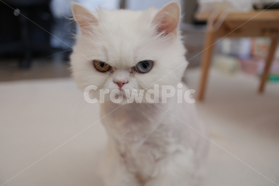 고양이,animal,cat,반려묘,동물,야옹이,냐옹이,귀여움,수염,표정,포유류,mammal,kitten,kitty,동물,animal,포유류,mammal,고양이,cat,kitten,kitty