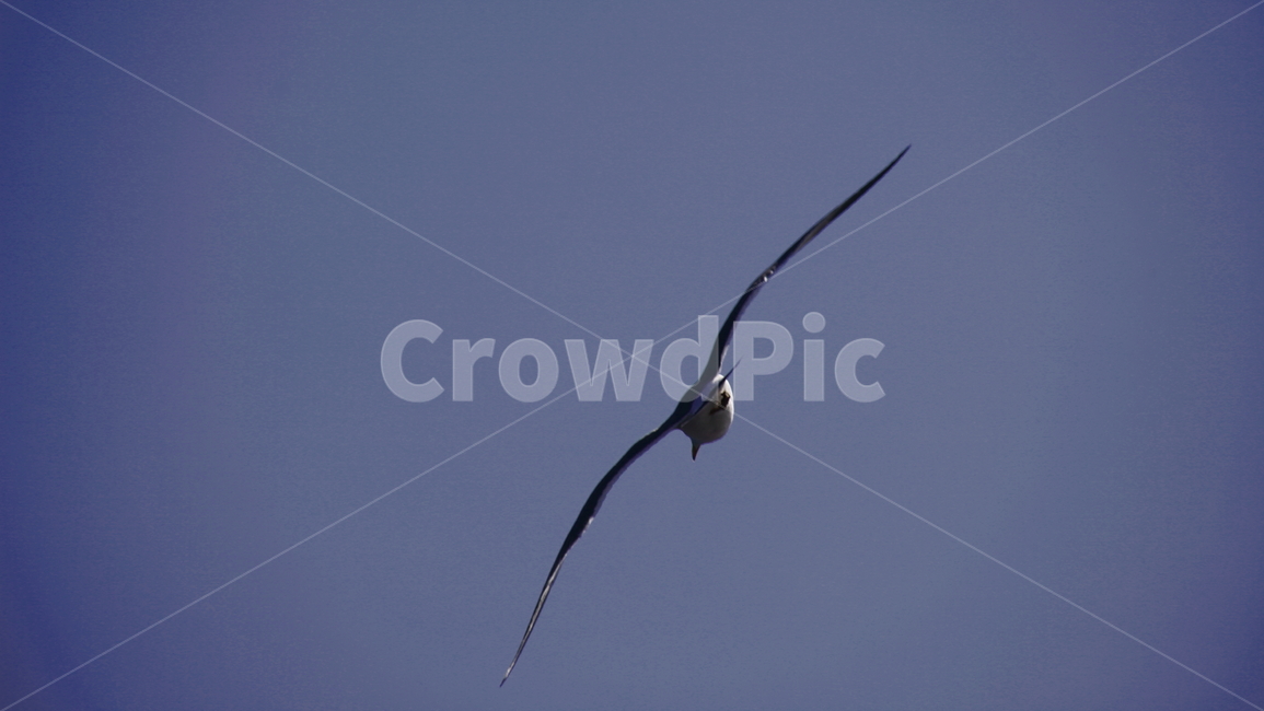 갈매기,바다새,대형조류,commongull,mewgull,laruscrassirostris,괭이갈매기,동물,animal,조류,새,birds