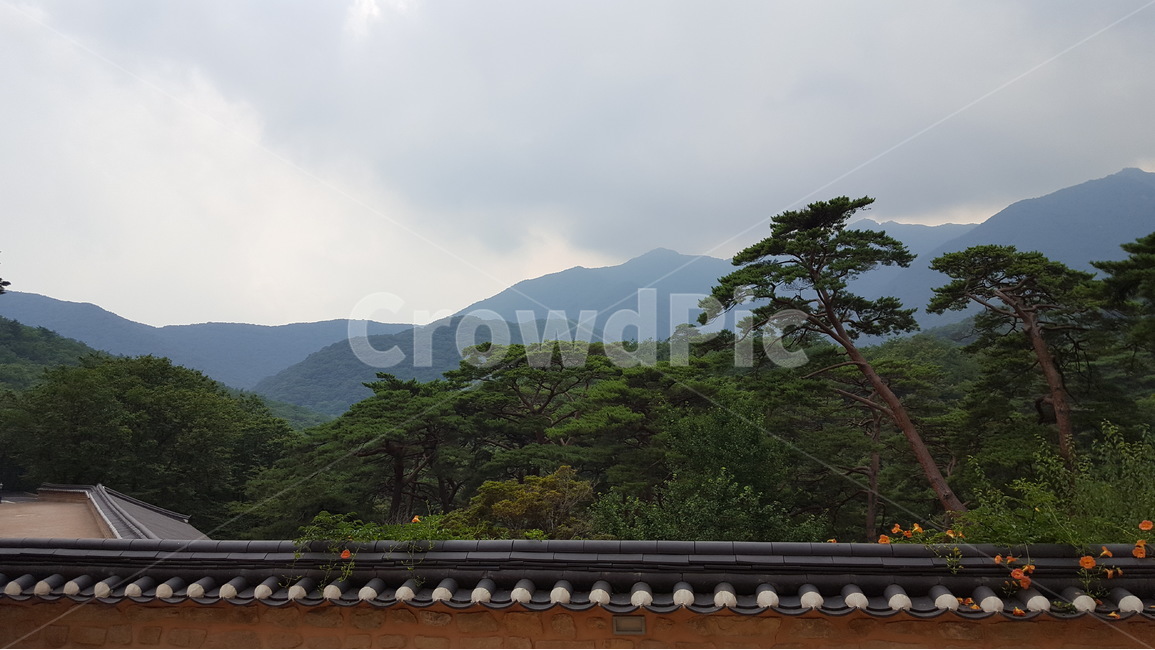 소나무,담장,풍경,한옥,흐린날,한국전통,한국문화,korean traditional,korean culture,건축물,건물외관,exterior,building,structure,architecture,construction