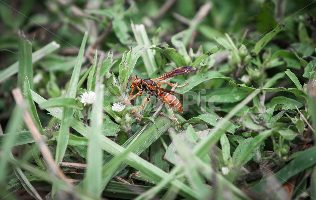 말벌,곤충,들판,날개,땅벌,곤충,벌레,insect,bug