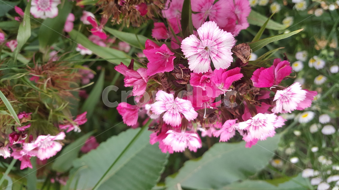 꽃,분홍,야생화,flower,pink