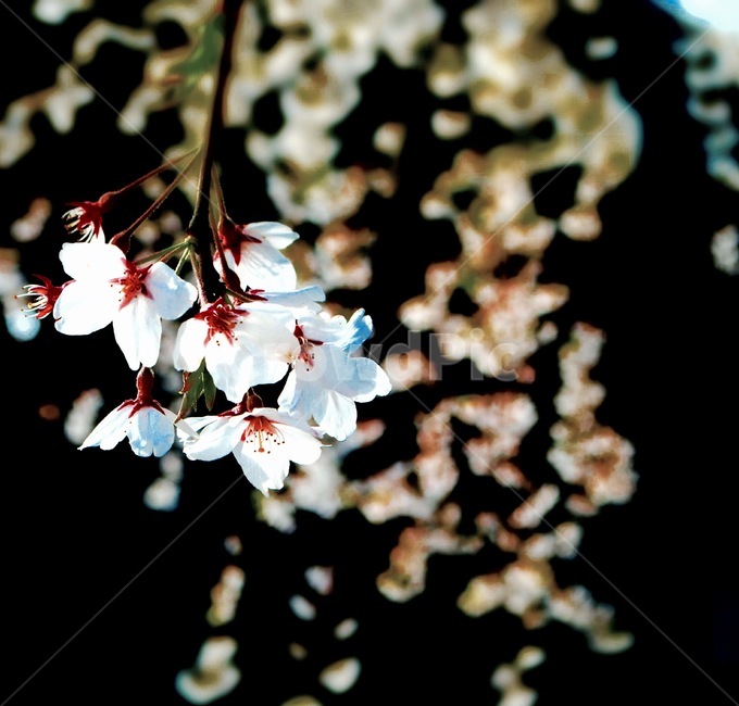 벛꽃,꽃,자연,나무,봄,봄,계절,spring,season,식물,자연,plants,nature,꽃,flower,plant,cherry blossom,벚꽃,blossom