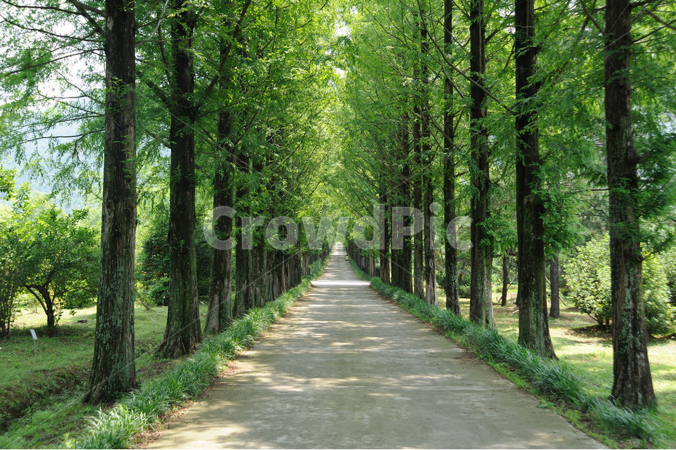 가로수길,자연풍경,산책길,수목원,나무,길,자연,풍경,nature,landscape,한국자연풍경,한국자연경관,korea nature landscape,식물,plants,나무,trees,wood,휴식,힐링,rest,relaxation,healing,path,통로,road,도로