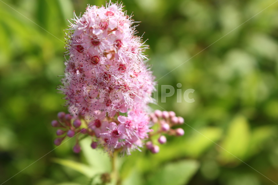 분홍색,농장,분홍꽃,자연학습,야생화,자연관찰,초록배경,식물,자연,plants,nature,꽃,flower
