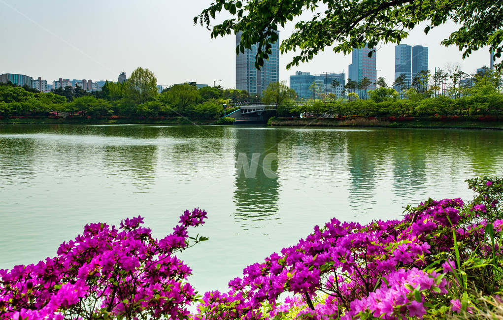 석촌호수,풍경,서울의봄,봄,랜트마크,철쭉,서울명소,꽃,공원,도시,풍경,city,landscape,water,물,outdoors,옥외