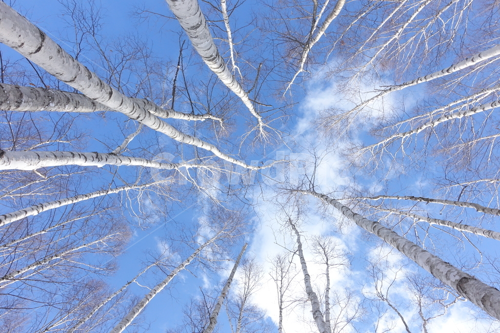 겨울,눈,자작나무,자작나무숲,하늘,sky,snow,winter,겨울,계절,winter,season,자연,풍경,nature,landscape