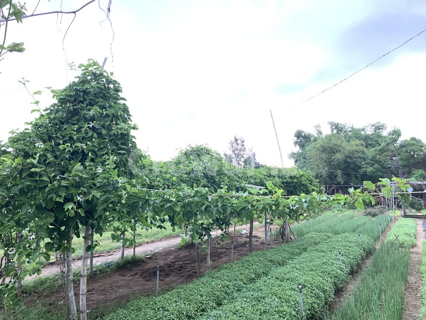농촌,재배,식물,농장,farm,식물,자연,plants,nature,농업,농사,agriculture,farming,farming industry