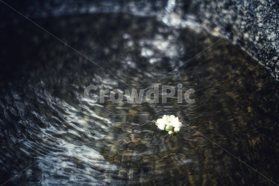 매화,꽃,사물,감성,여백,꽃,flower