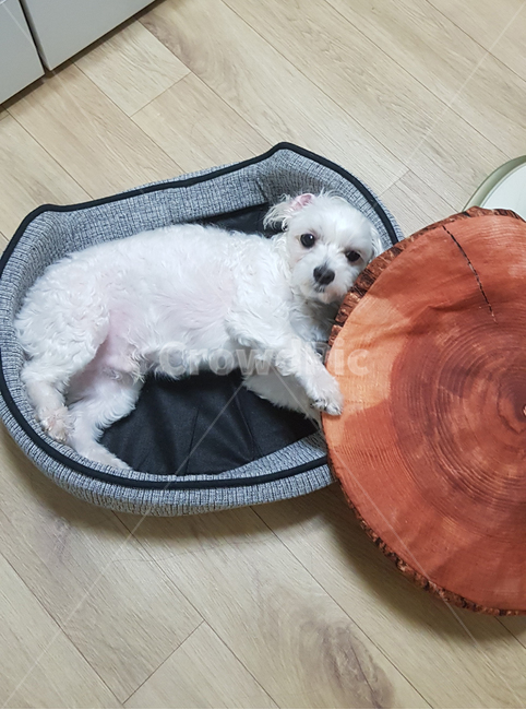 강아지,댕댕이,멍멍이,말티즈,몰티즈,소형견,하얀강아지,하얀개,개,귀여운강아지,흰개,dog,maltese
